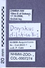 Etiketten zu Dayakus dilaticollis (Fleutiaux, 1935) (NHMW-ZOO-COL-0007274)